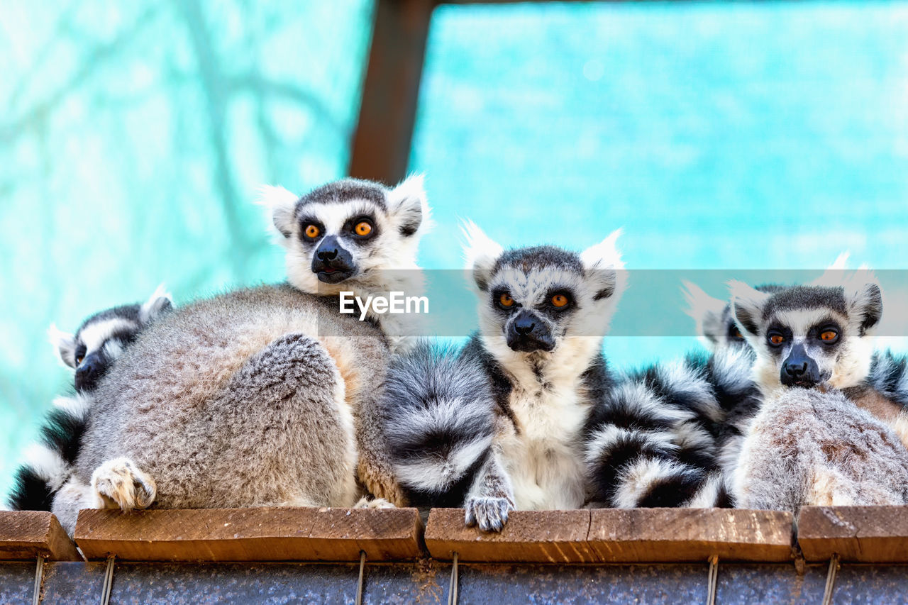 Portrait of lemurs sitting in cage