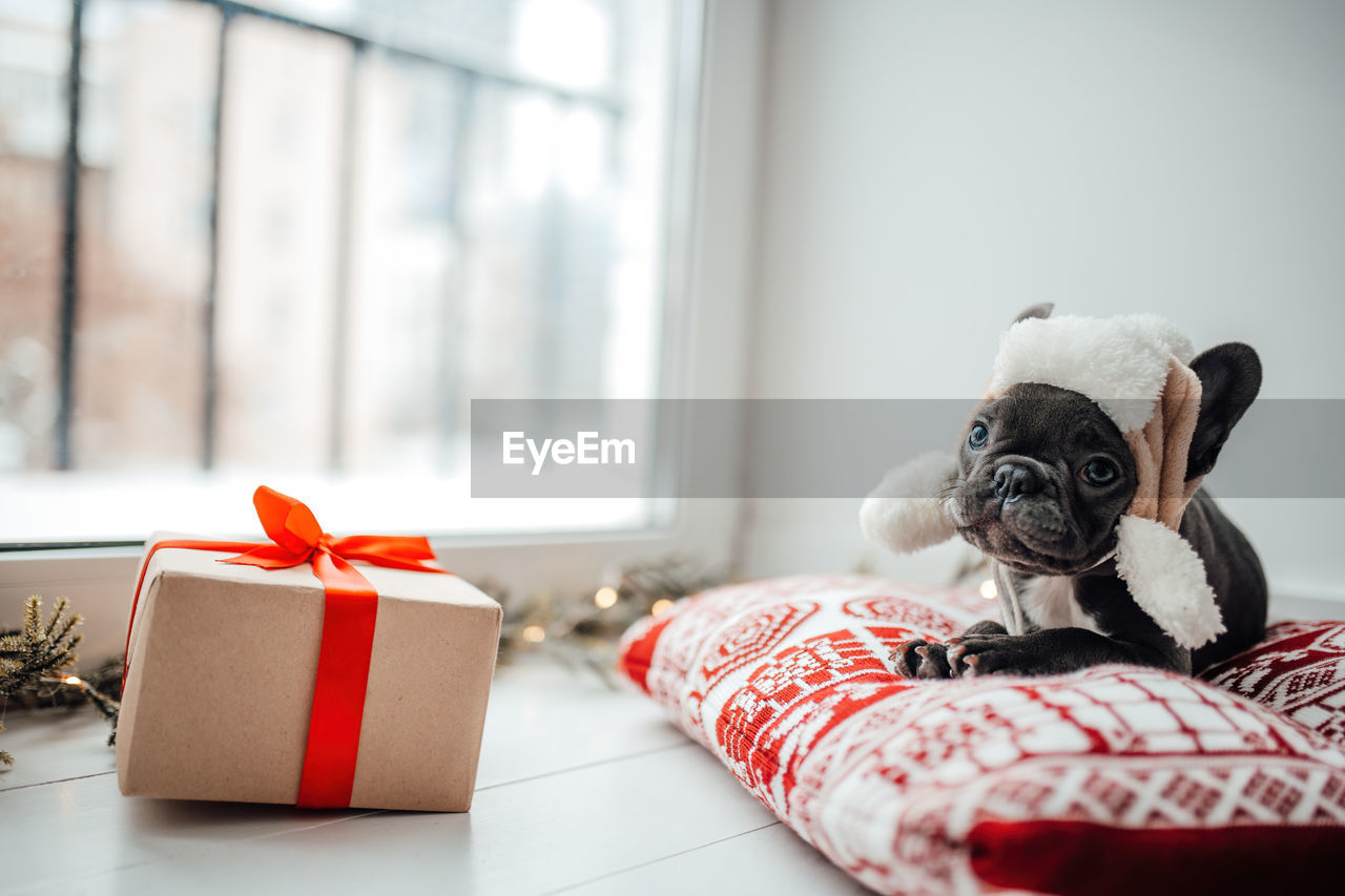 indoors, mammal, lap dog, gift, canine, dog, pet, red, animal, domestic room, domestic animals, animal themes, home interior, celebration, one animal, no people, window, christmas present, furniture, cute, holiday, domestic life, emotion, copy space, box, day, pug, tied bow, living room