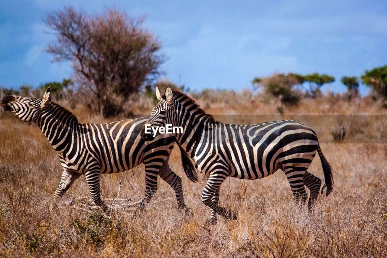 Zebras on field against sky at national park