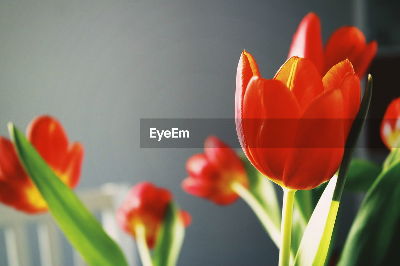 Close-up of tulips blooming indoors