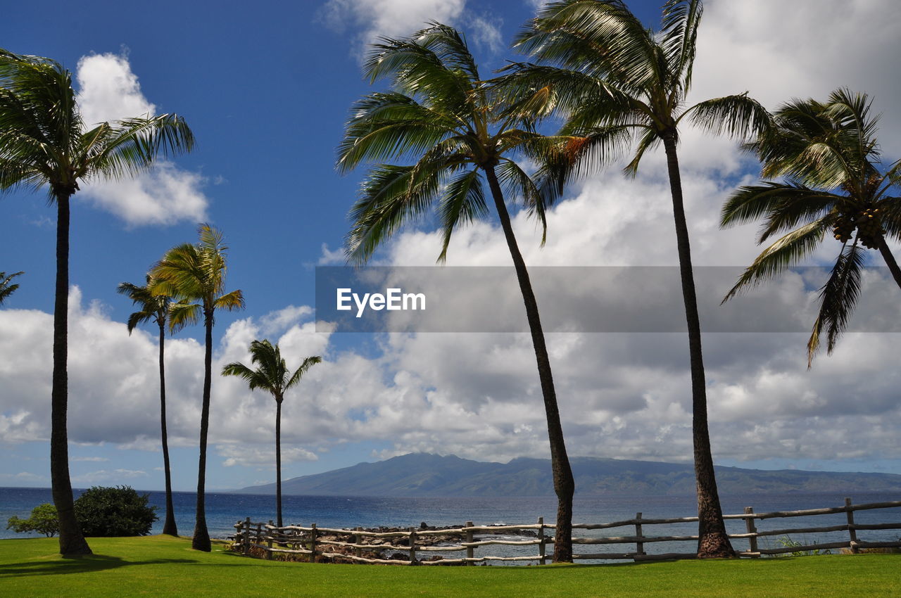 Palm trees against sky