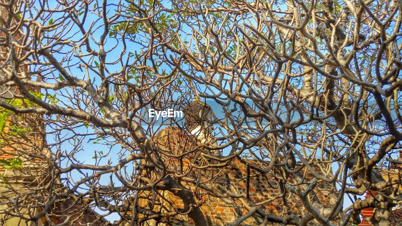 LOW ANGLE VIEW OF TREES AGAINST SKY