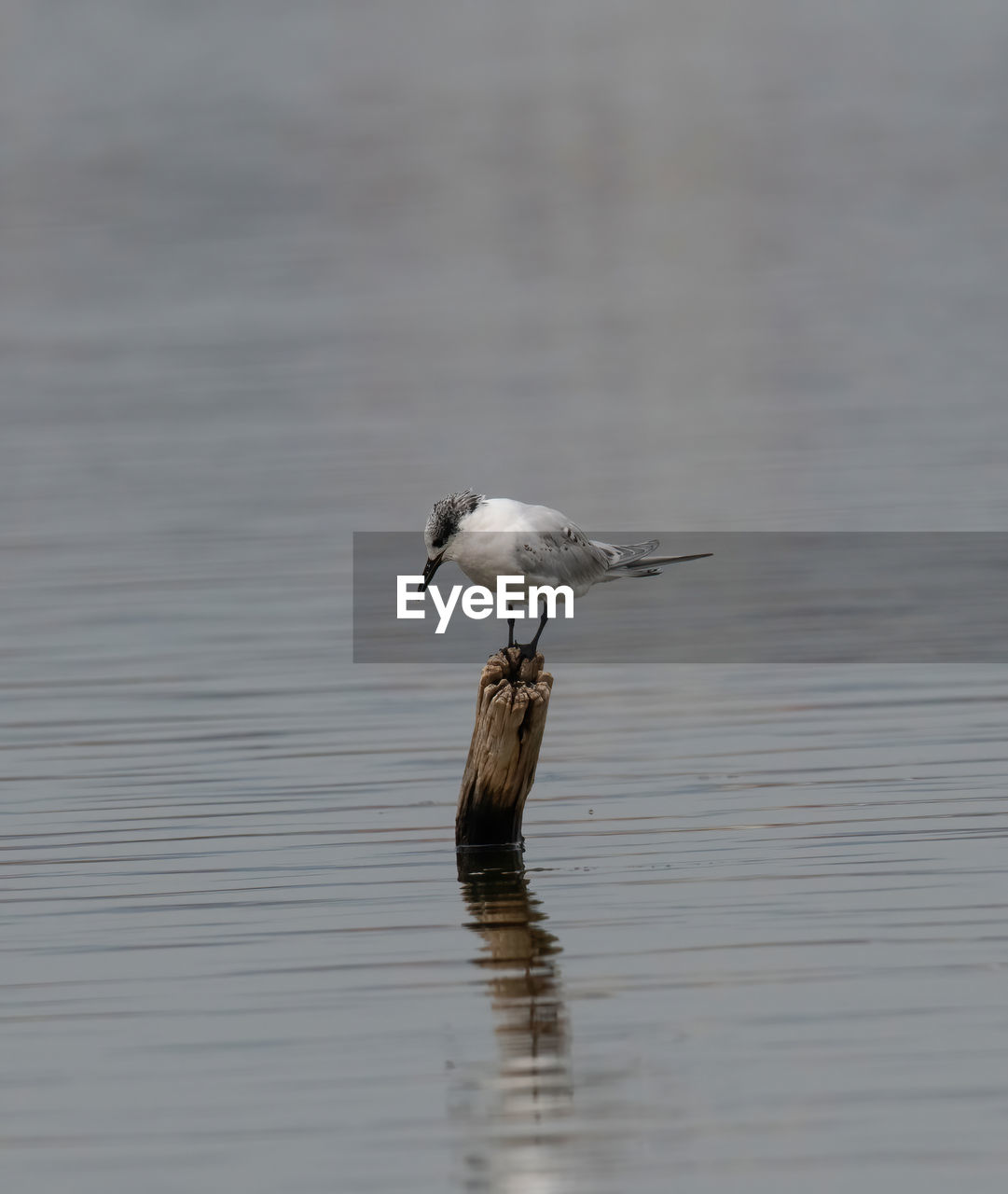 animal themes, animal wildlife, animal, bird, wildlife, one animal, water, beak, lake, wing, no people, waterfront, nature, day, reflection, side view, outdoors, beauty in nature, water bird