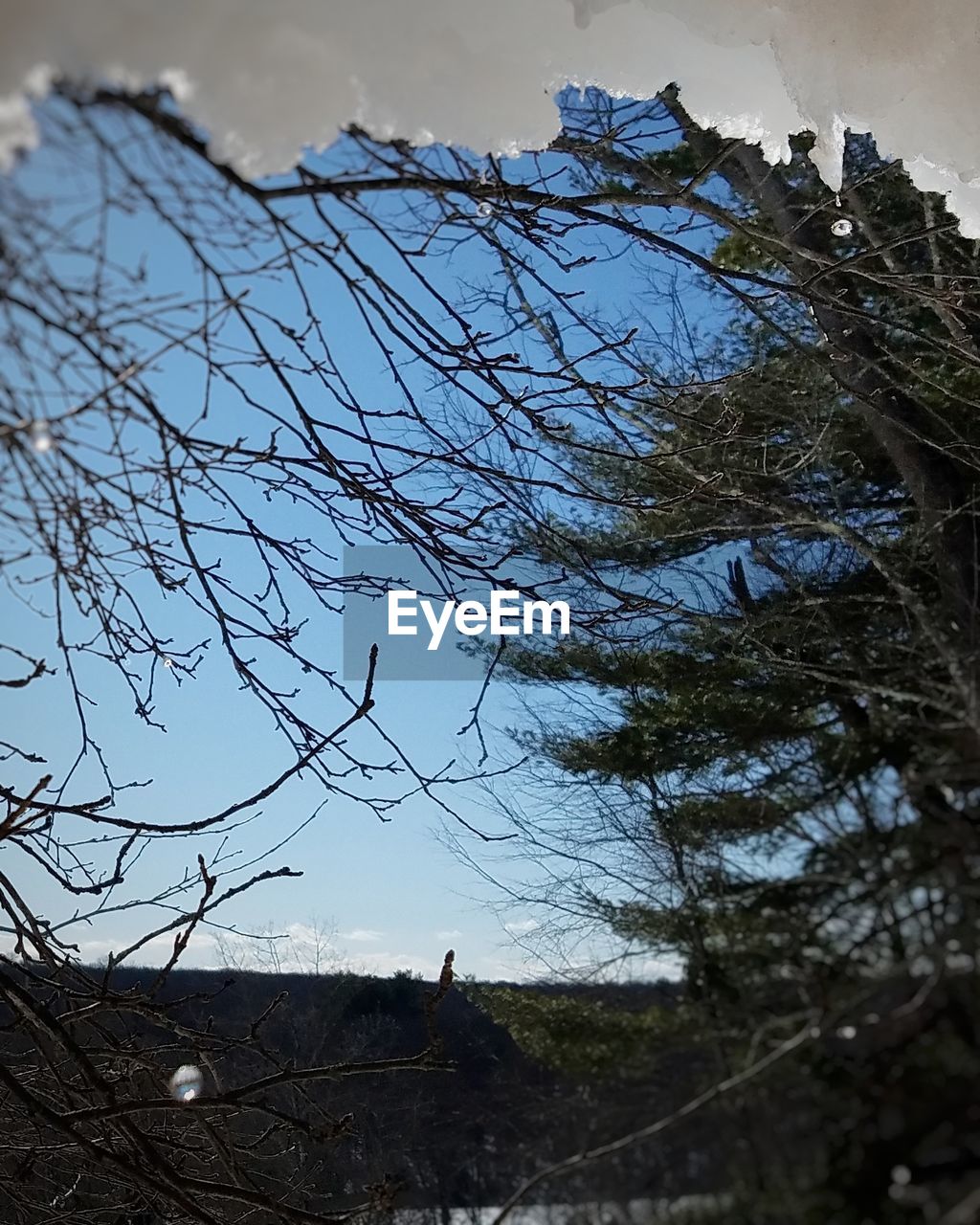 LOW ANGLE VIEW OF TREE AGAINST SKY