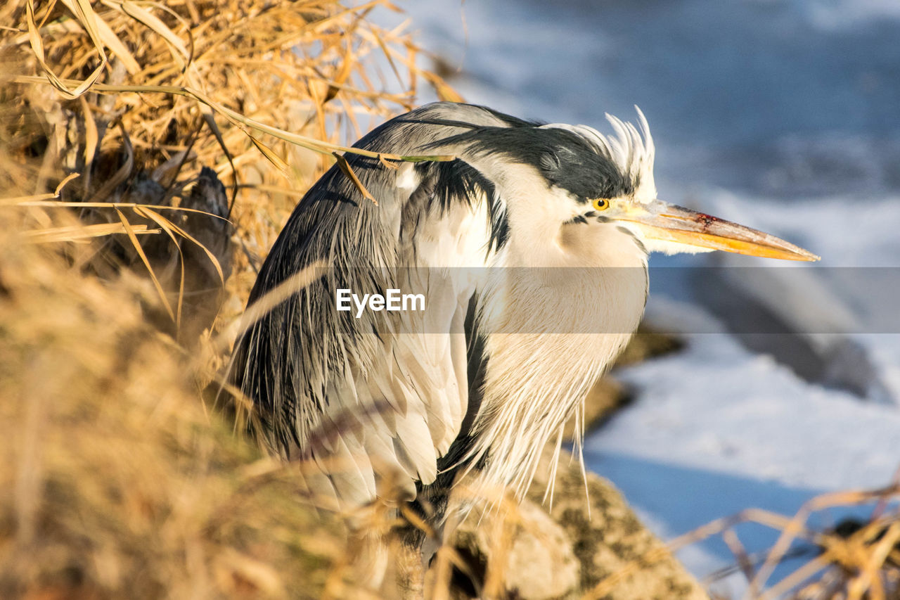 Close-up of gray heron