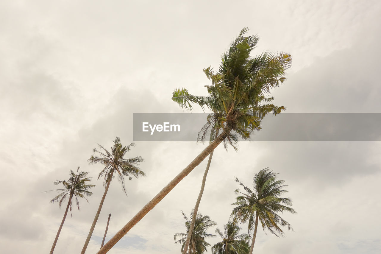 Palm tree against sky