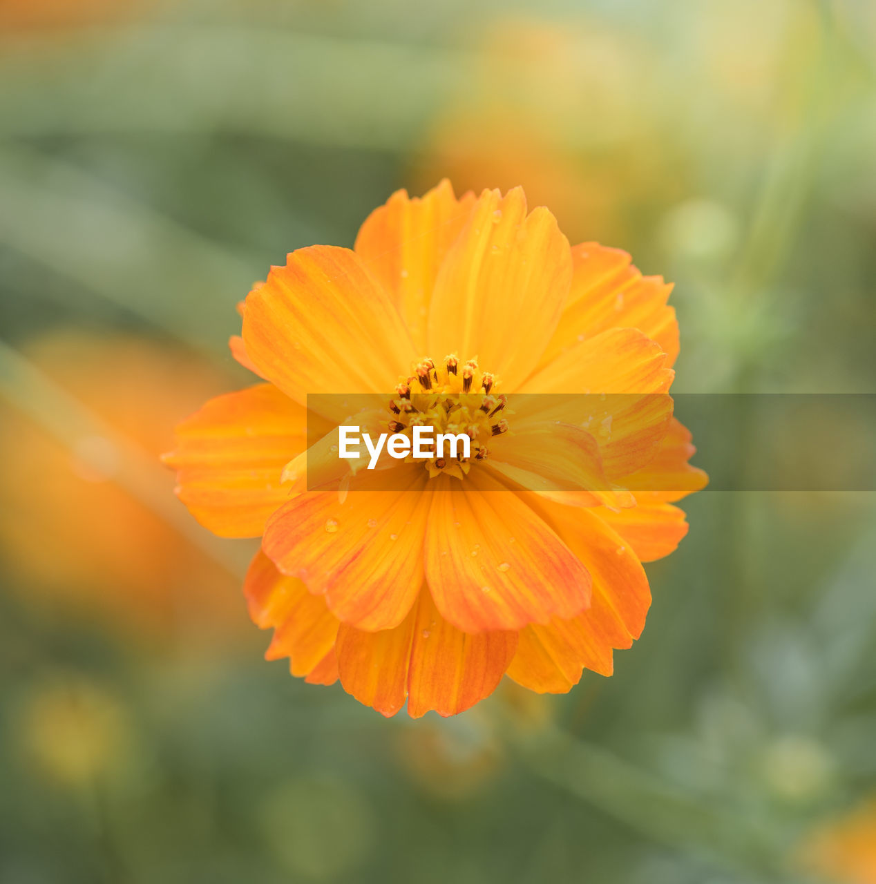 Close-up of yellow flower blooming outdoors