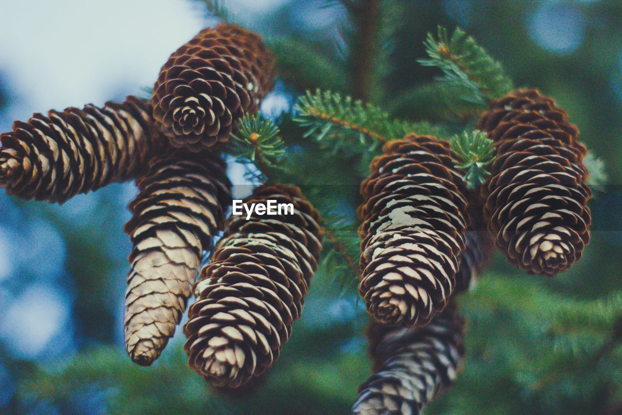 Close-up of pine cones on tree