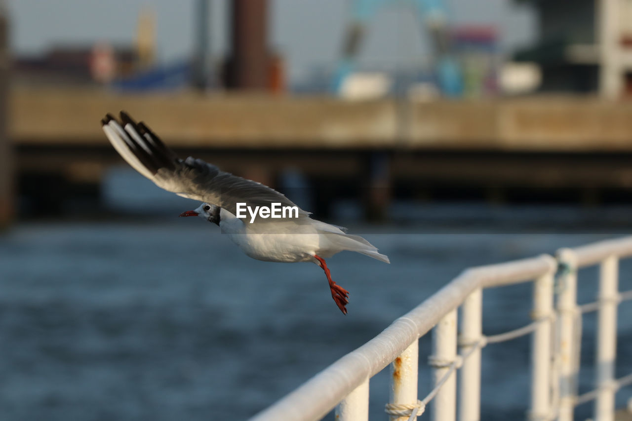 SEAGULL FLYING OVER RAILING