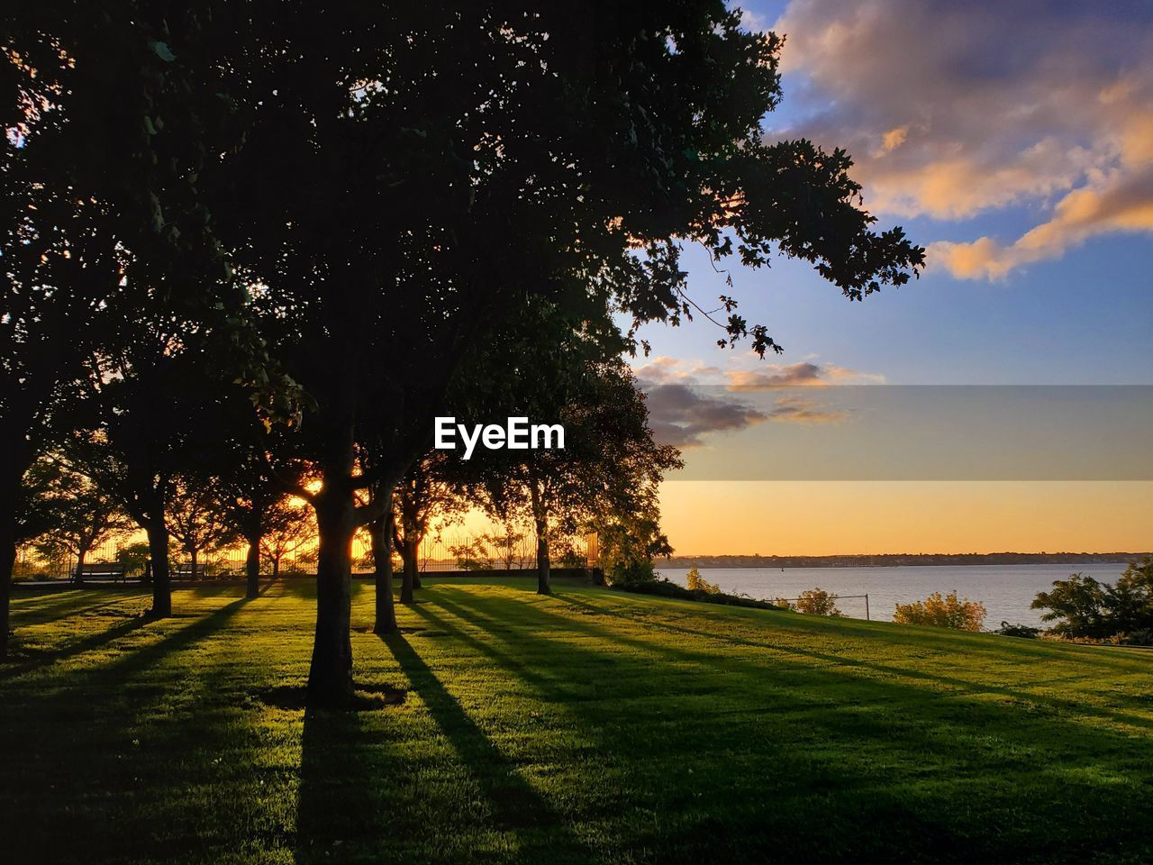 TREES ON FIELD DURING SUNSET