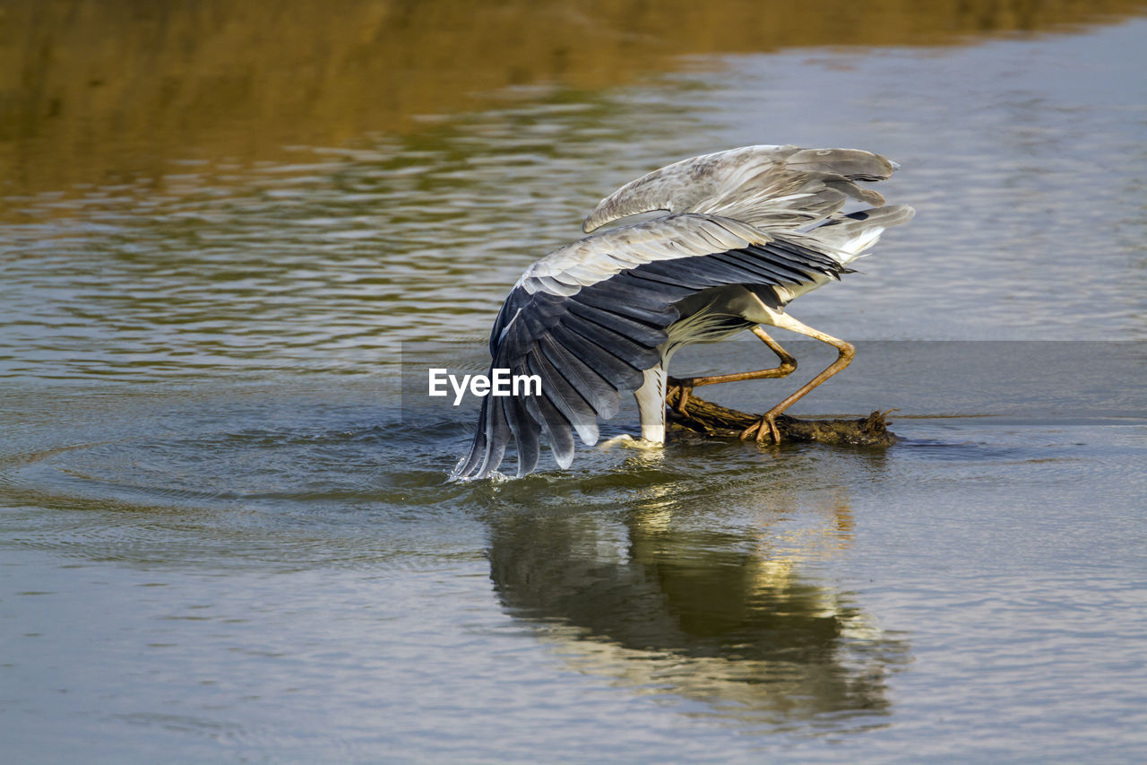 VIEW OF A BIRD IN LAKE