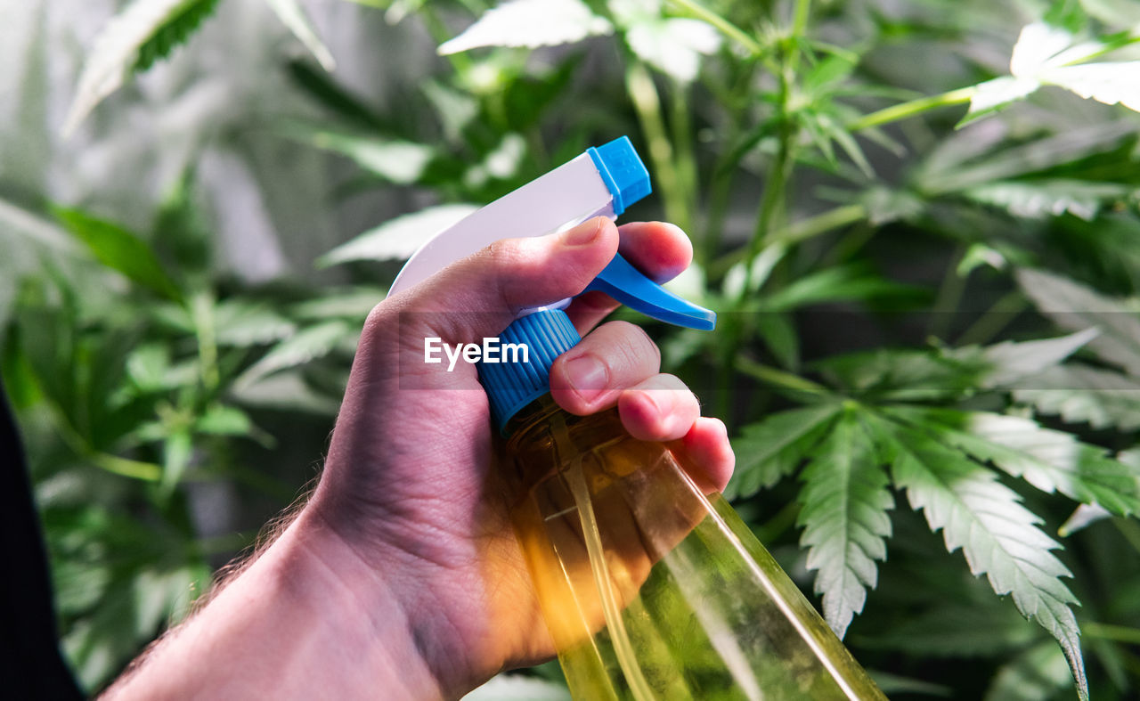 Cropped hand of man holding spray bottle by cannabis plant