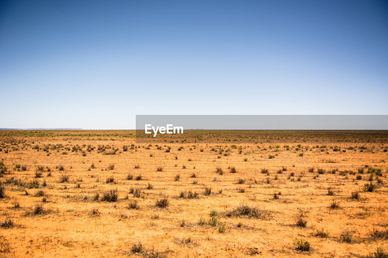 Scenic view of field against clear sky