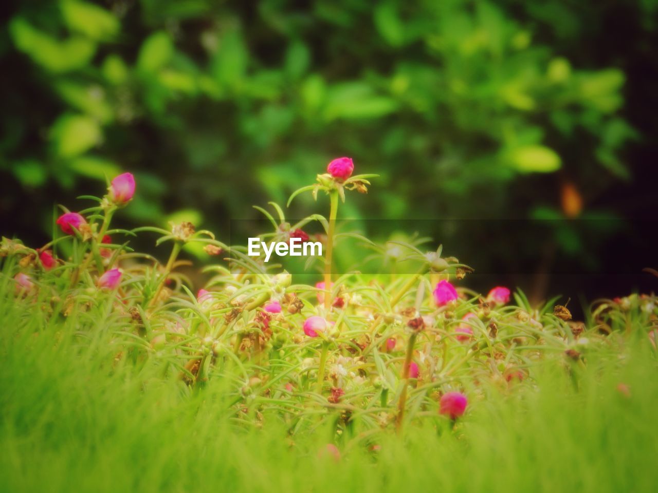 CLOSE-UP OF PINK FLOWERS BLOOMING