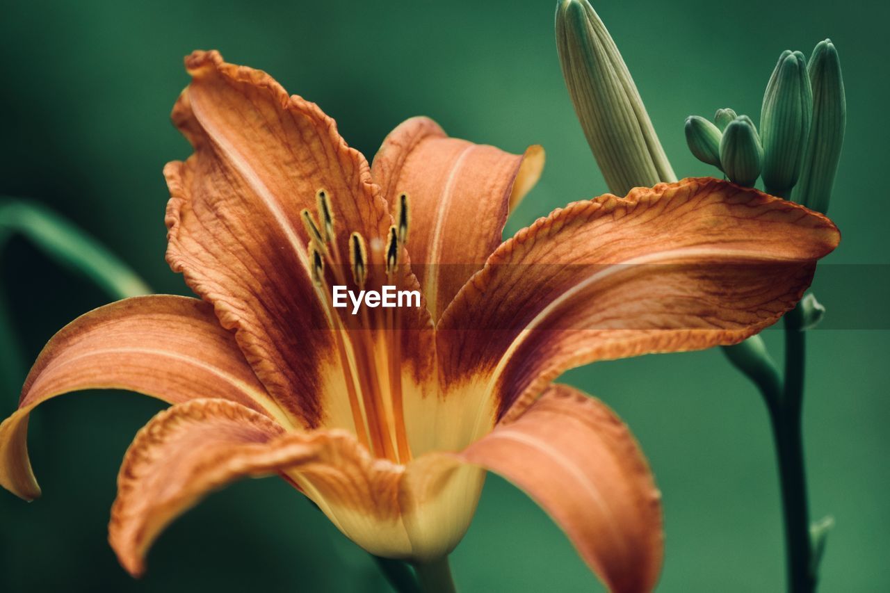 flower, flowering plant, plant, beauty in nature, freshness, lily, close-up, fragility, petal, flower head, growth, macro photography, inflorescence, nature, plant stem, pollen, leaf, daylily, no people, botany, orange color, stamen, springtime, focus on foreground, outdoors