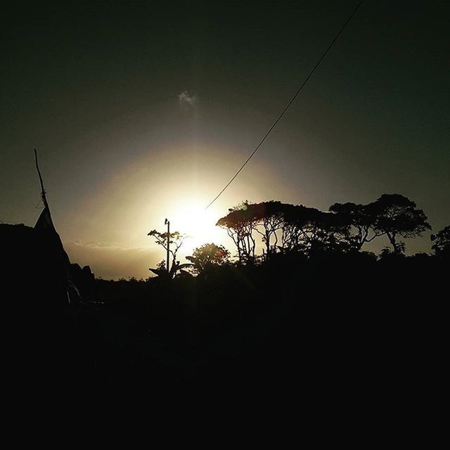 SILHOUETTE OF TREES AT SUNSET