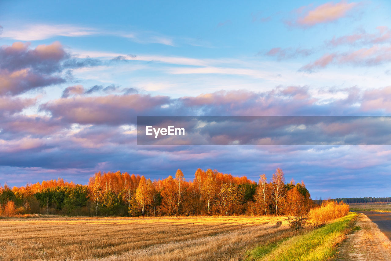 trees on field against sky