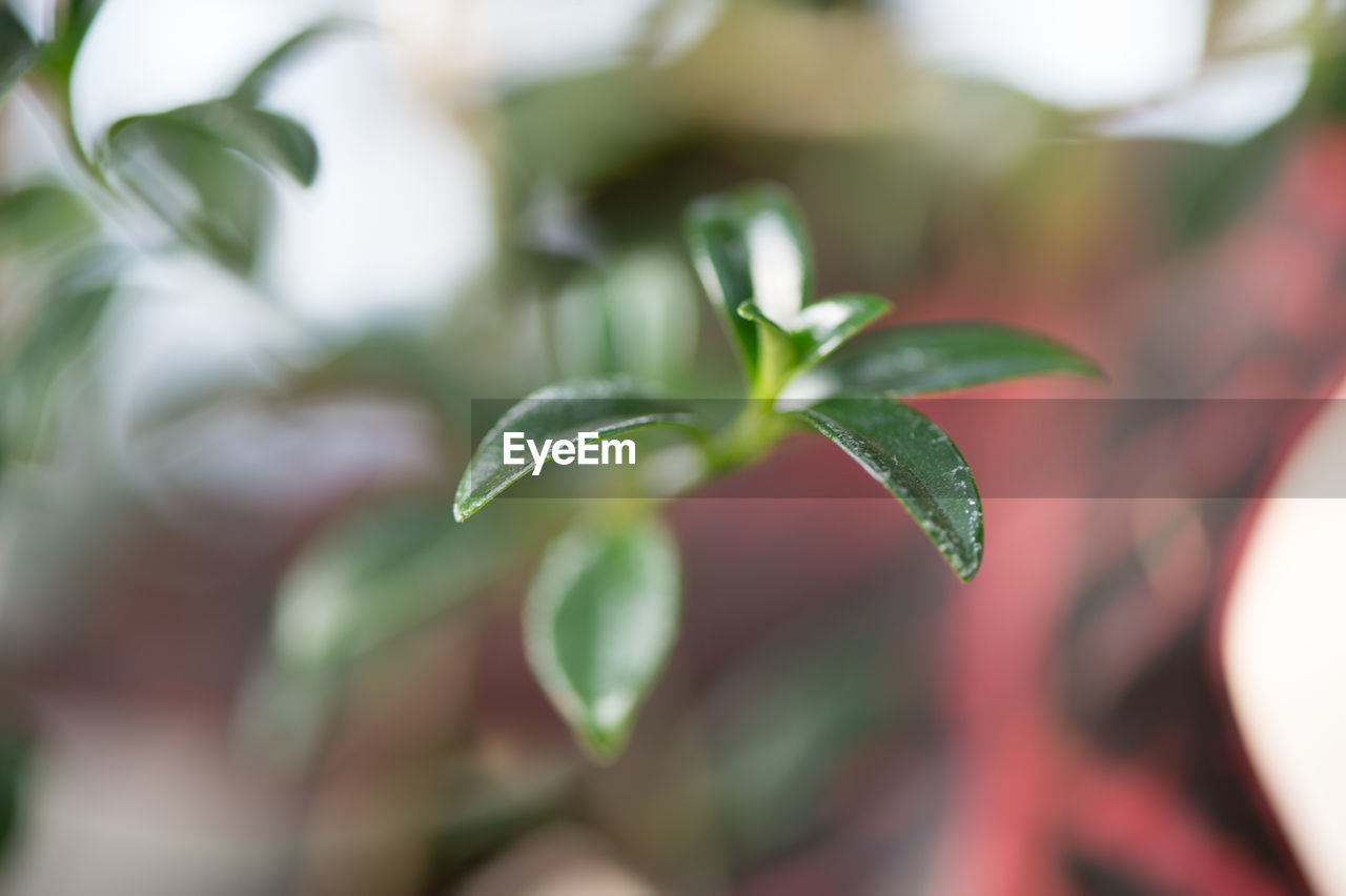 Close-up of fresh green plant