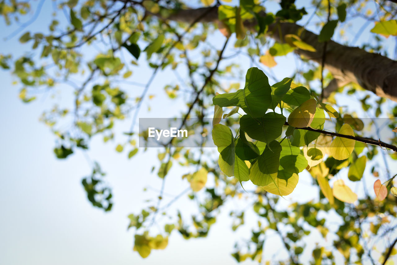 LOW ANGLE VIEW OF FLOWERING PLANTS ON TREE AGAINST SKY