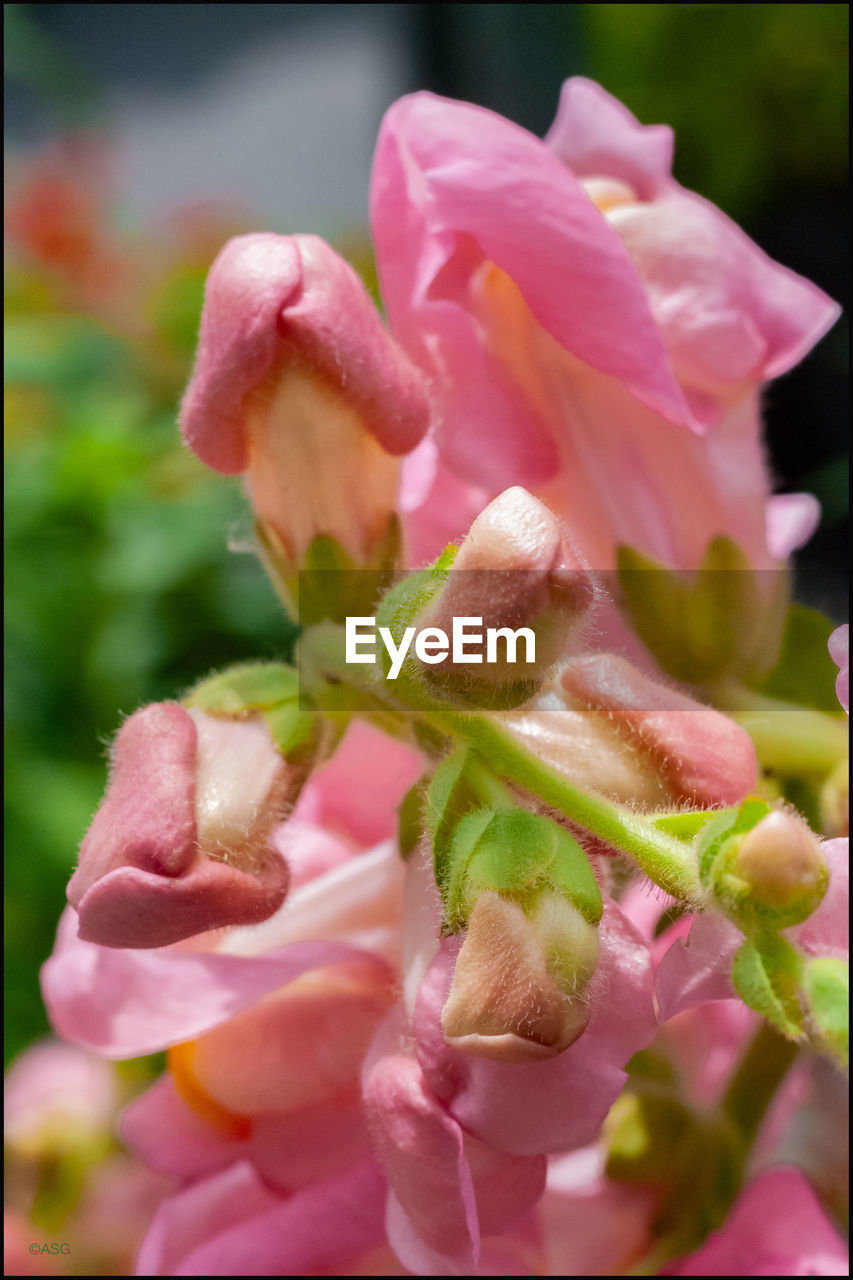 Close-up of pink rose flower