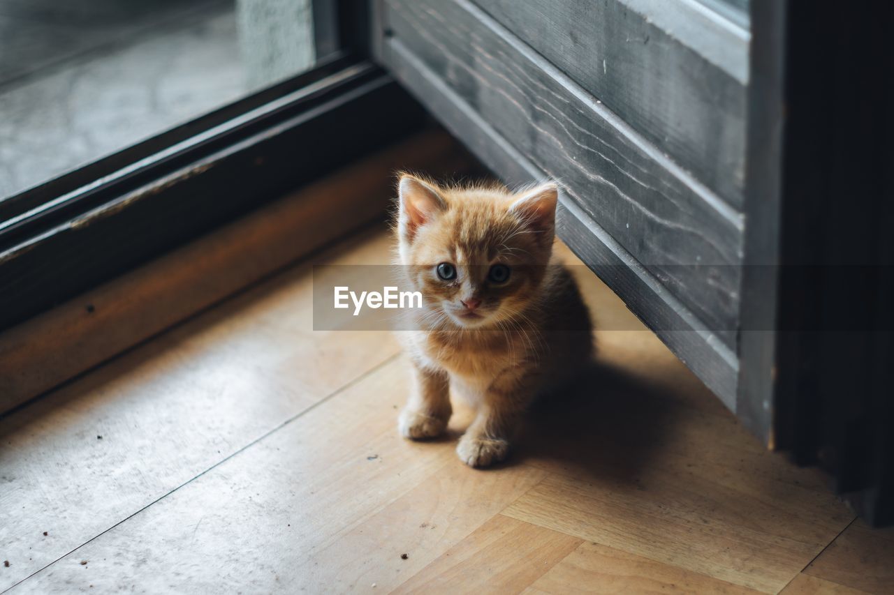 Portrait of kitten on hardwood floor