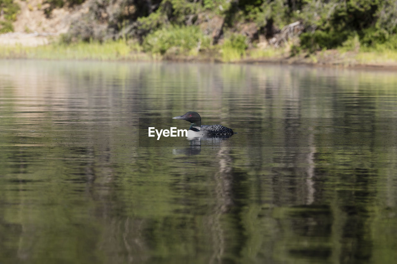 BIRD IN WATER