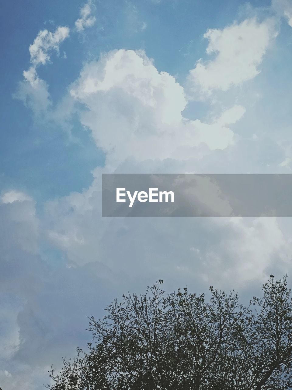 LOW ANGLE VIEW OF PLANTS AGAINST SKY