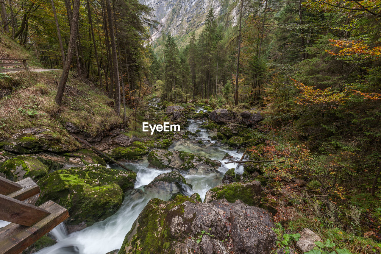 Stream amidst trees in forest