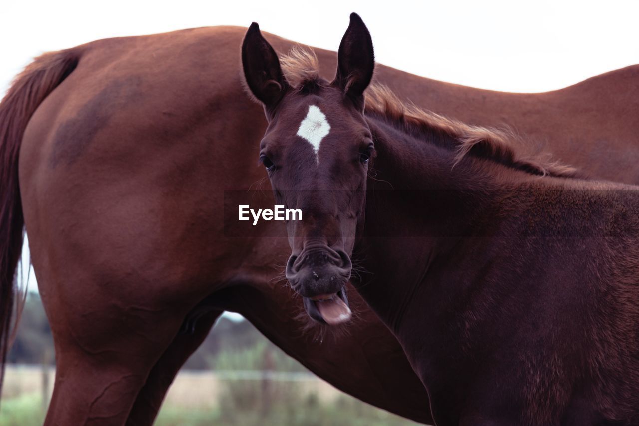 Close-up portrait of horse