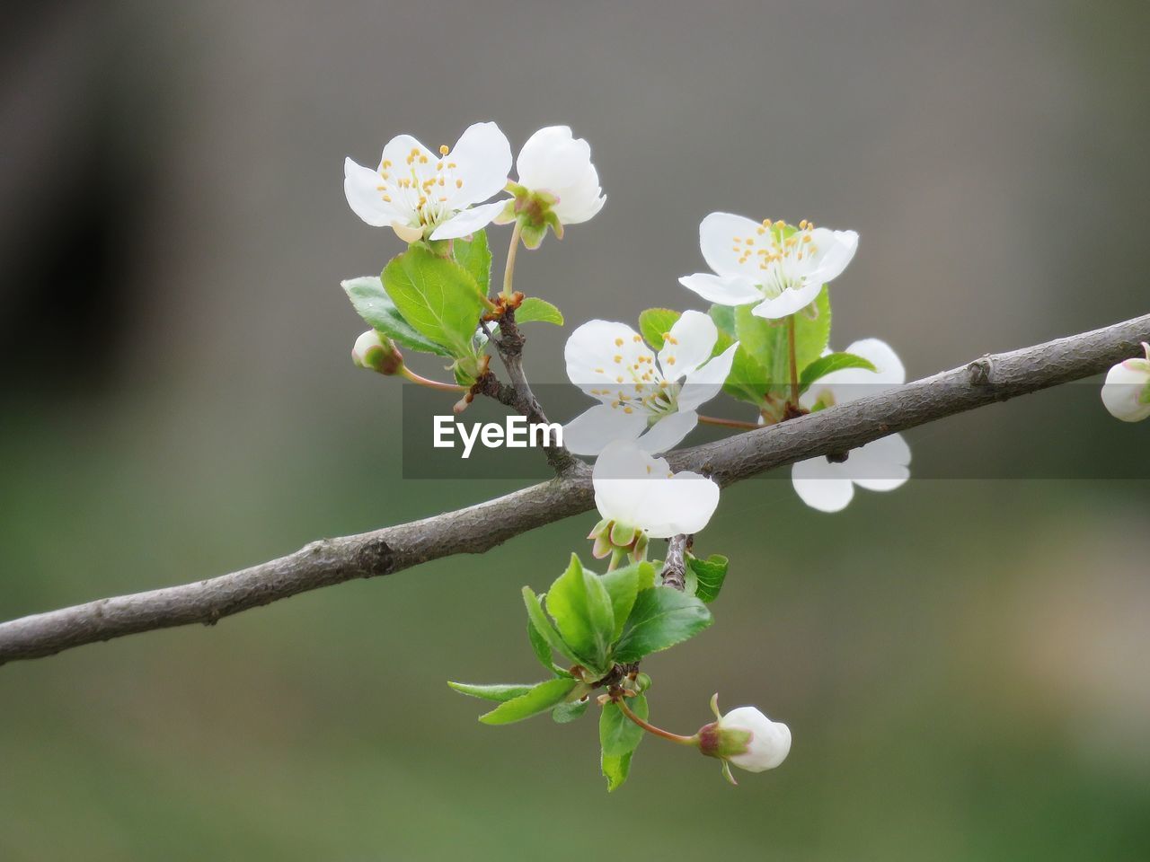 Close-up of white flowering plant