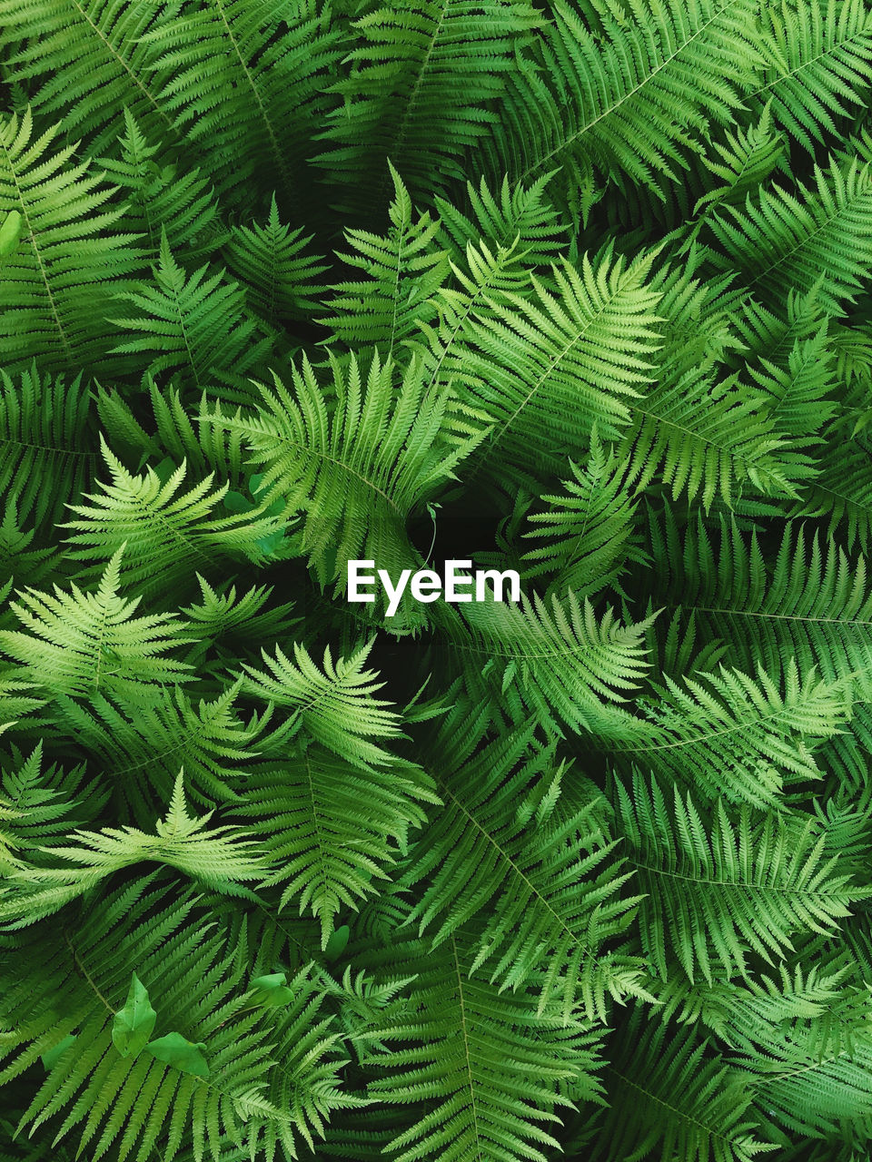 Full frame shot of fern tree