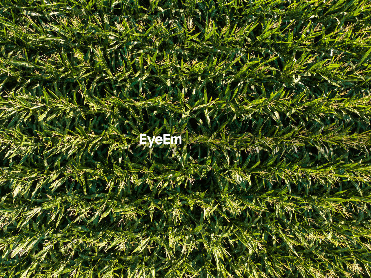 full frame shot of plants growing on field