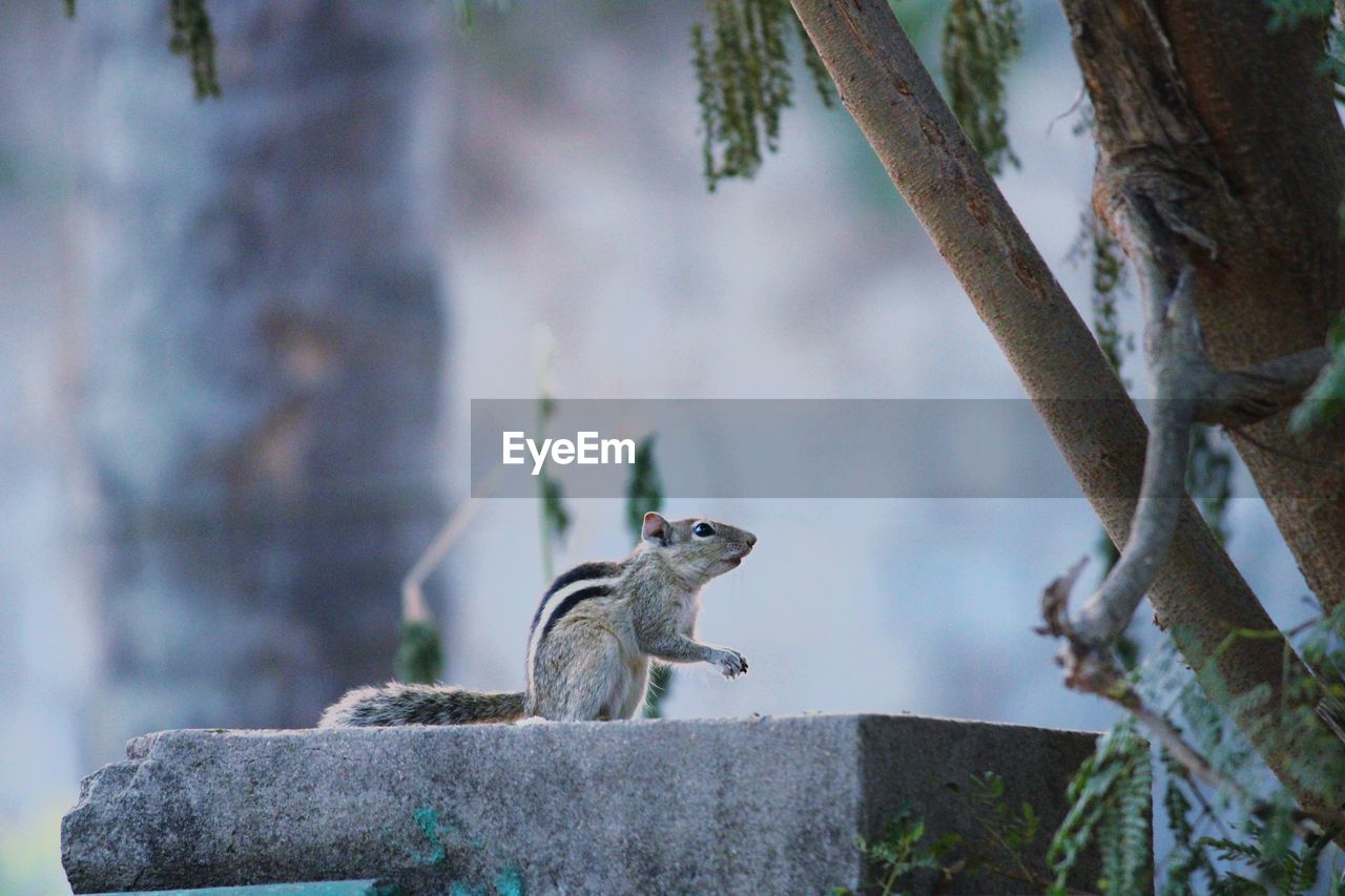 View of squirrel on tree trunk