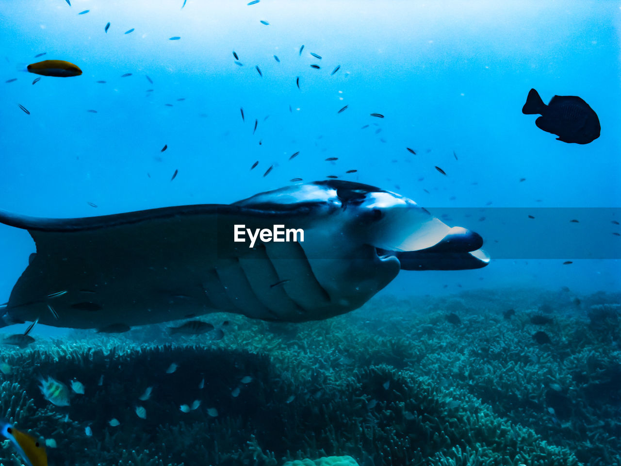 Low section of manta ray swimming in sea