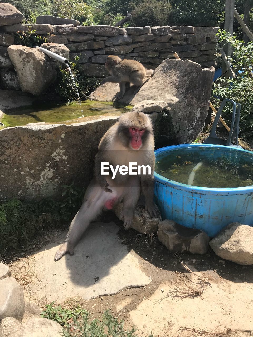 PORTRAIT OF A MONKEY