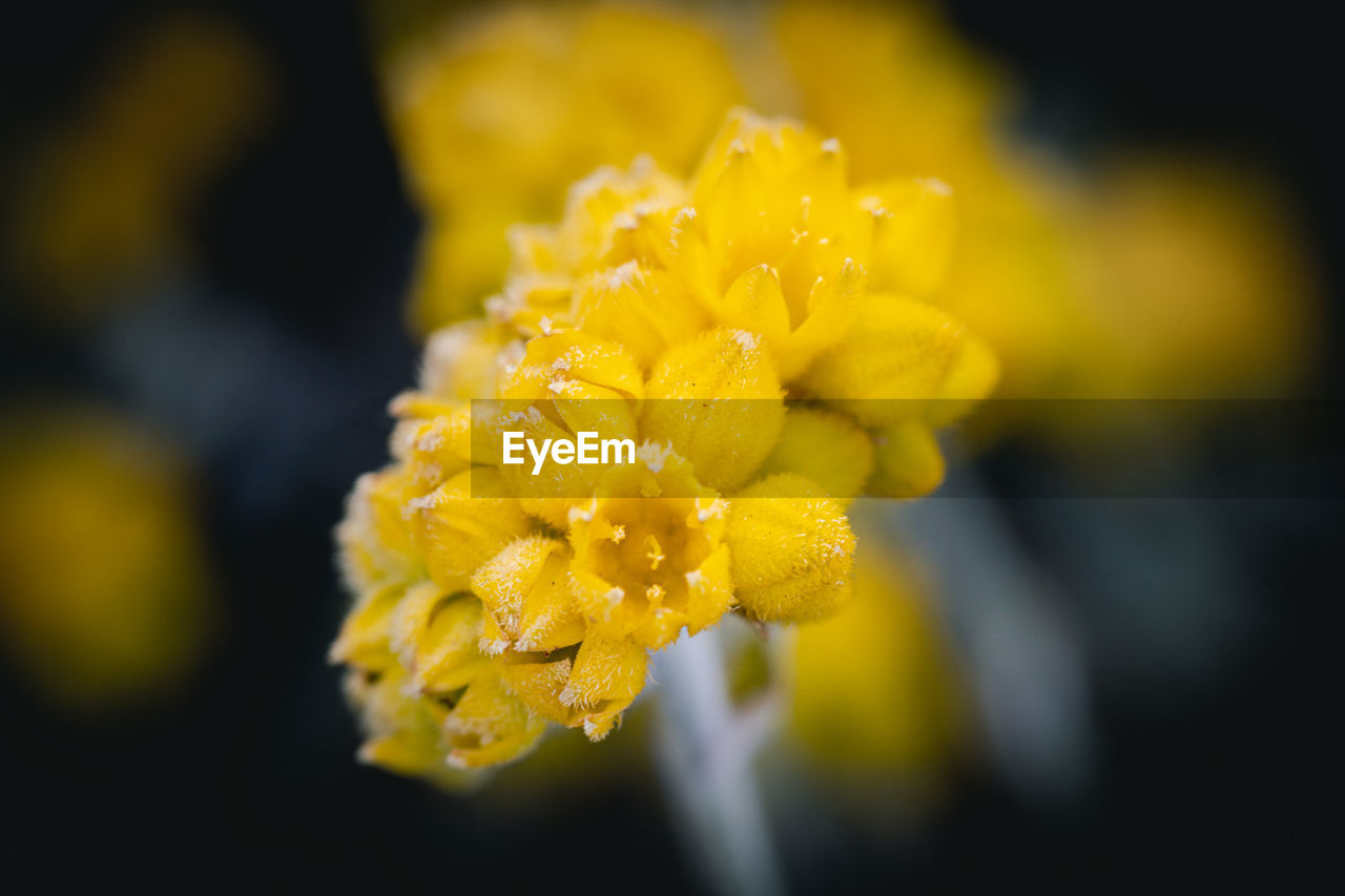 Close-up of yellow flowering plant