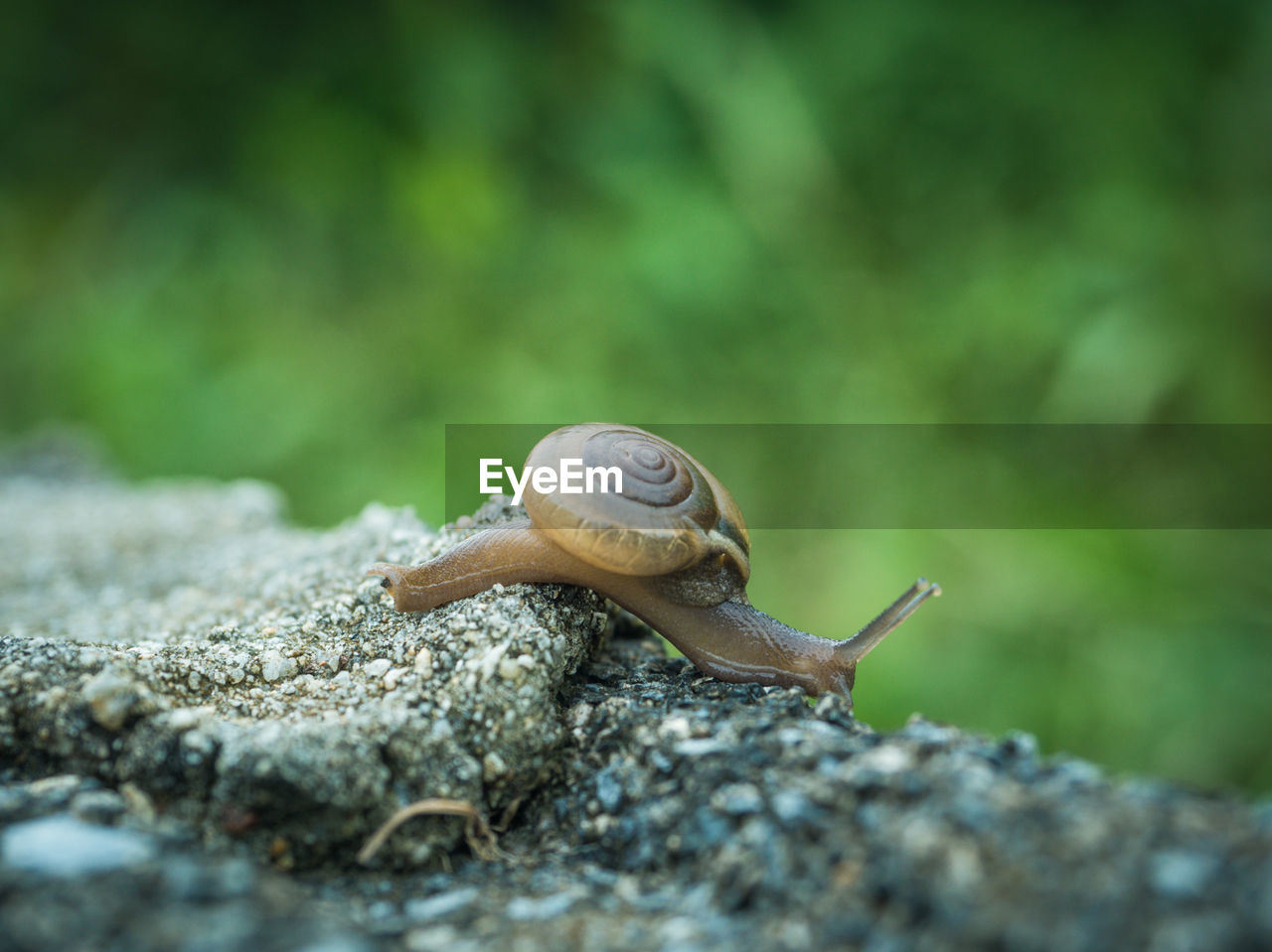 Close-up of snail on rock