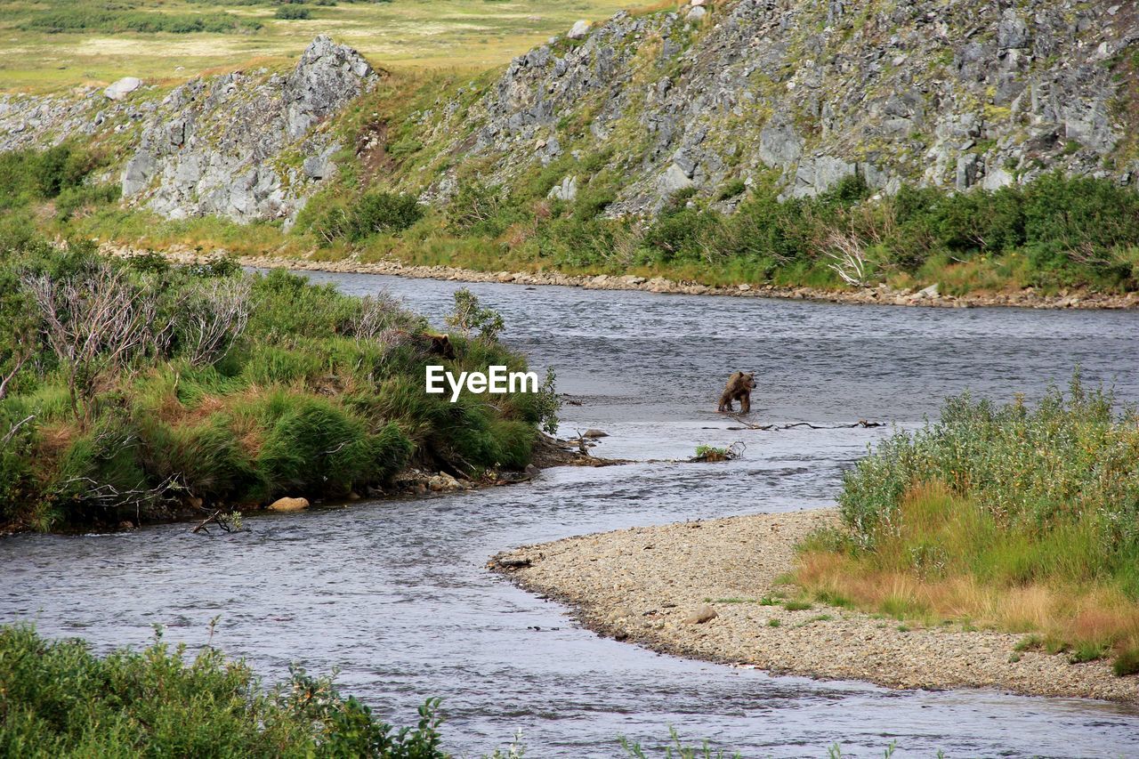 VIEW OF DUCKS IN RIVER