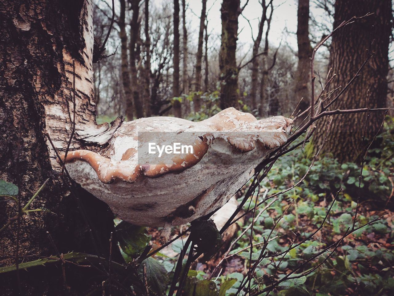 View of tree trunks in forest