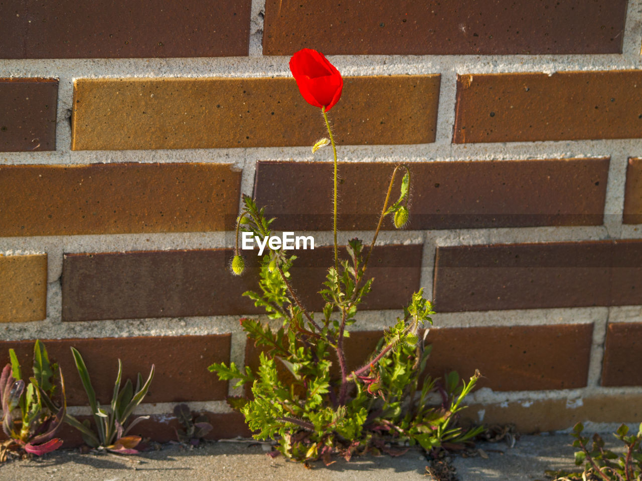 RED FLOWER GROWING ON PLANT BY BUILDING