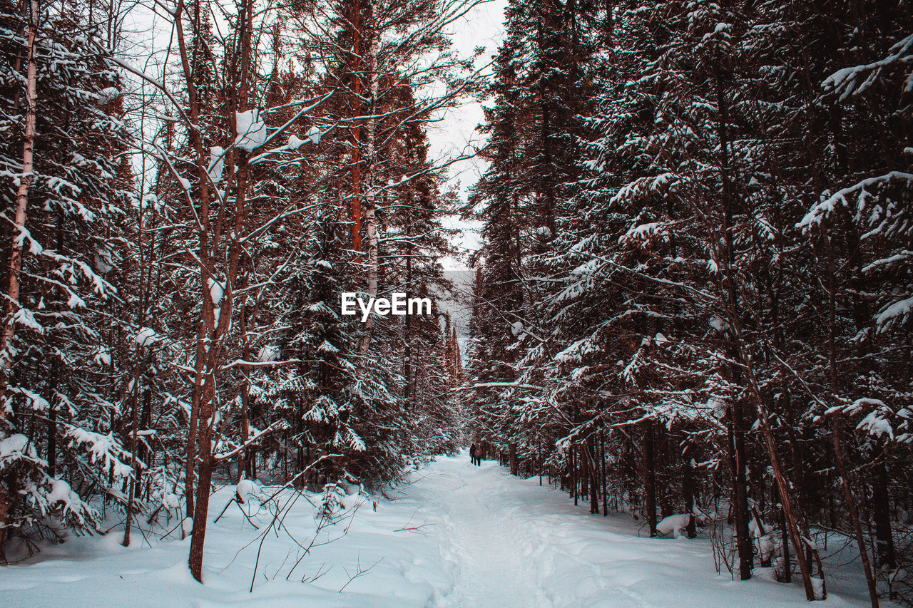 Snow covered trees in forest during winter