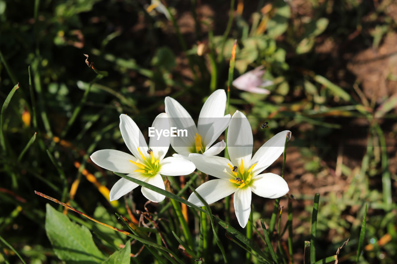 CLOSE-UP OF WHITE FLOWER ON FIELD