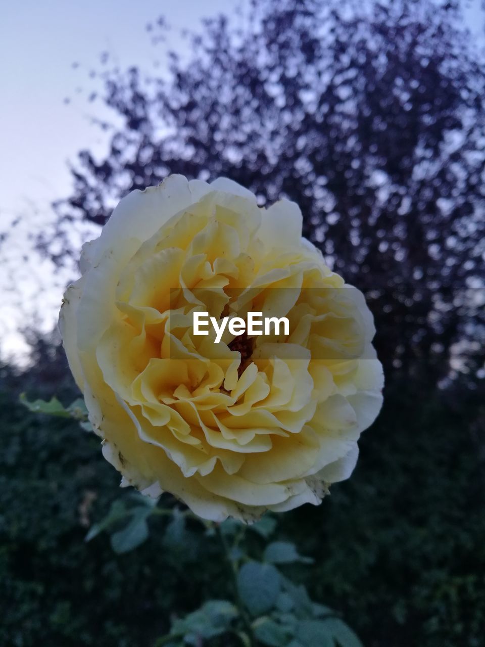 MACRO SHOT OF YELLOW ROSE