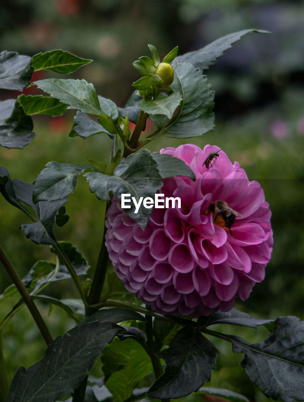 CLOSE-UP OF PINK FLOWERS