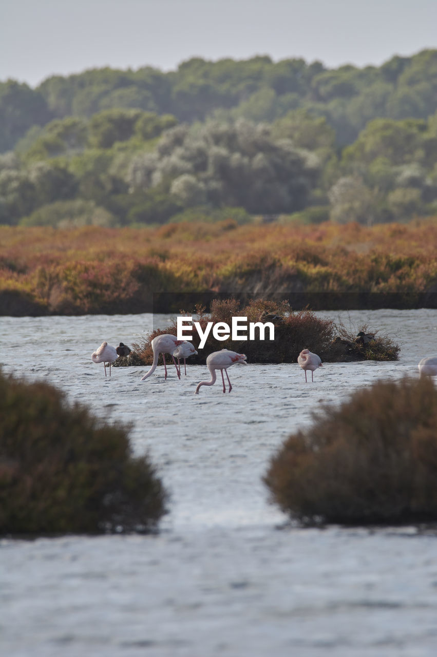 Pink flamingo in lake, migratory birds resting