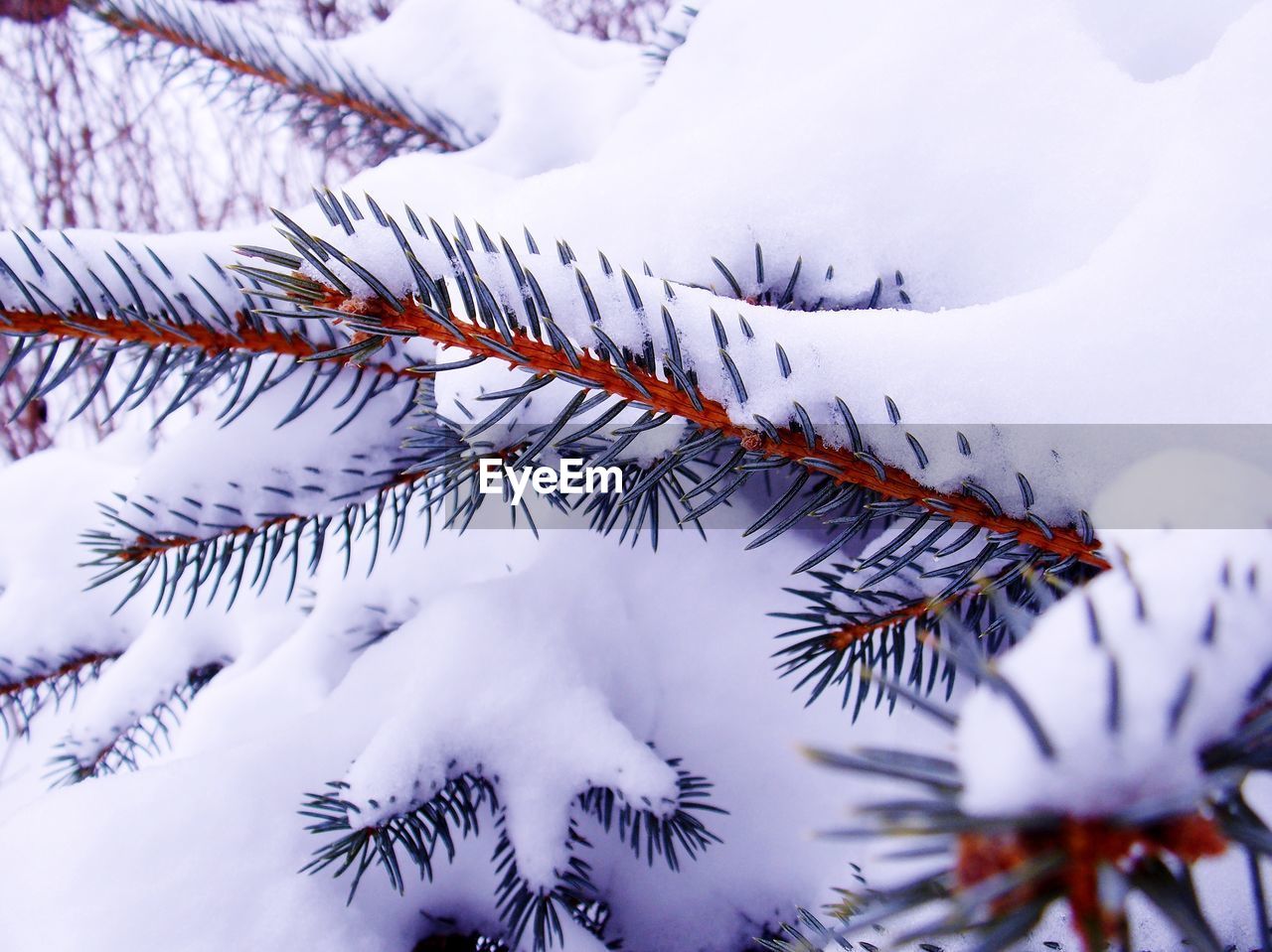 Close-up of frozen tree branches during winter