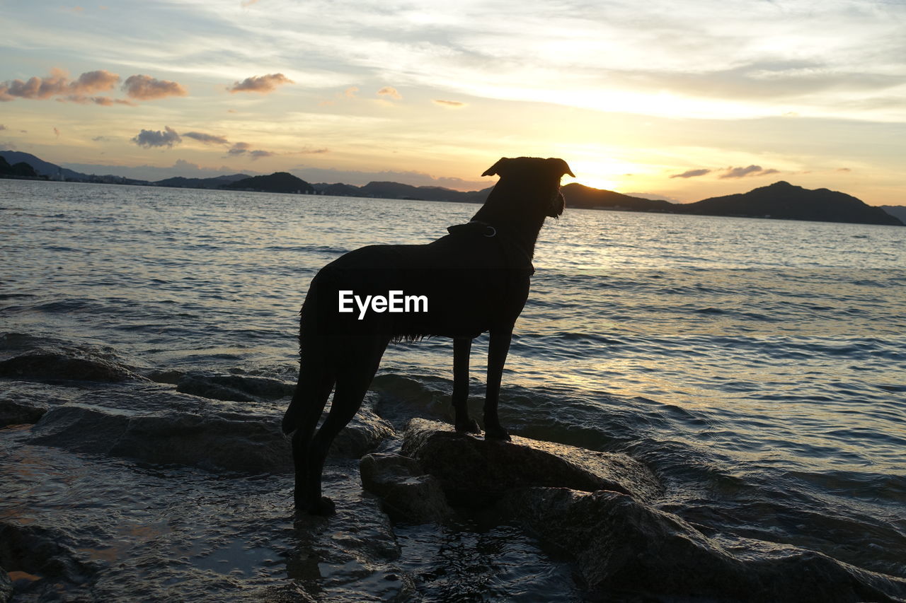 Dog standing in sea against sky during sunset