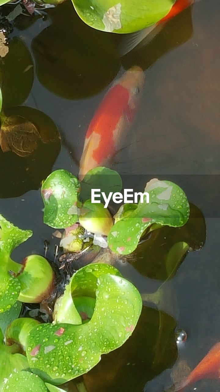 CLOSE-UP OF KOI CARPS SWIMMING IN POND