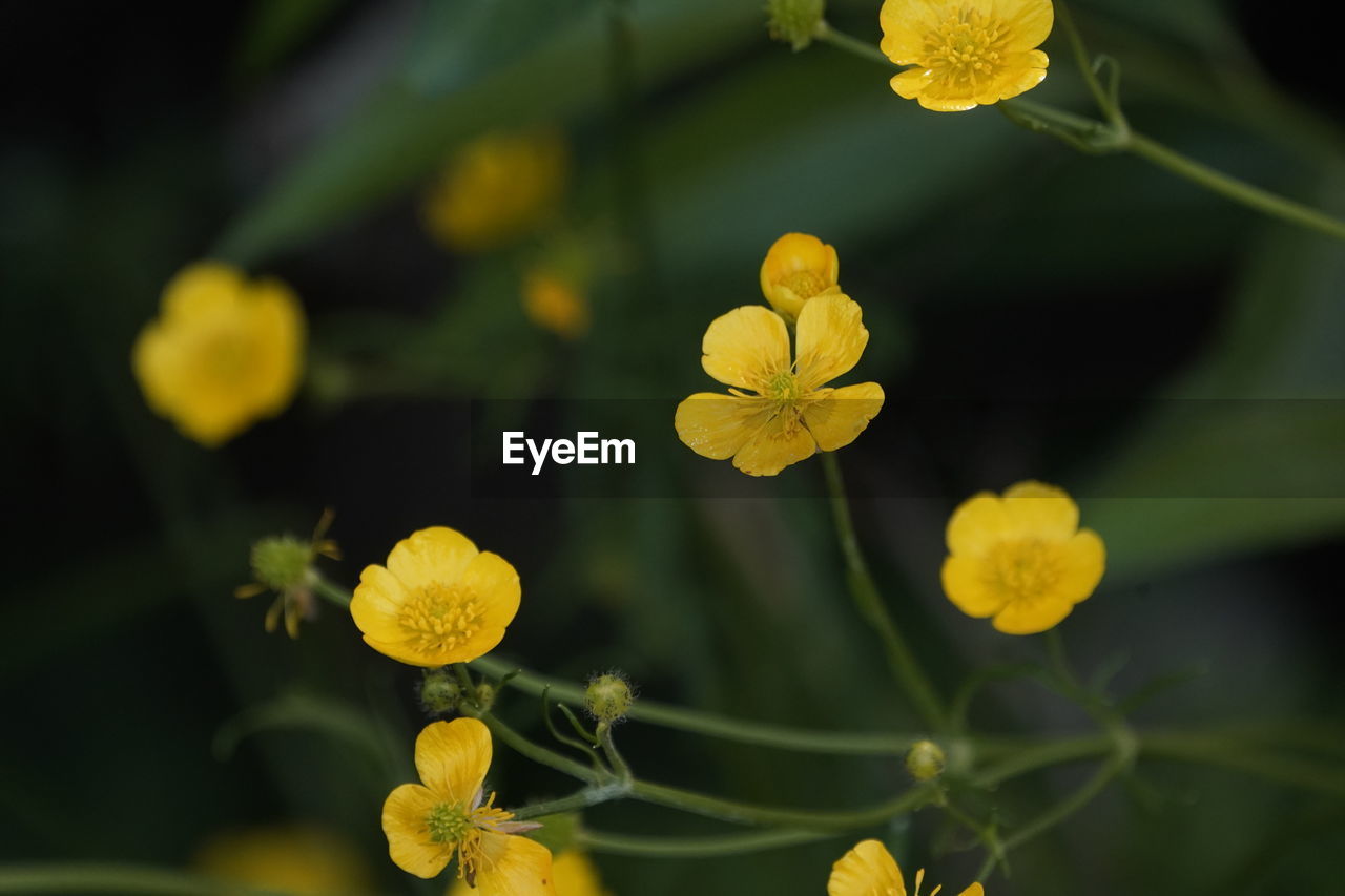 CLOSE-UP OF YELLOW FLOWERING PLANT WITH LEAVES