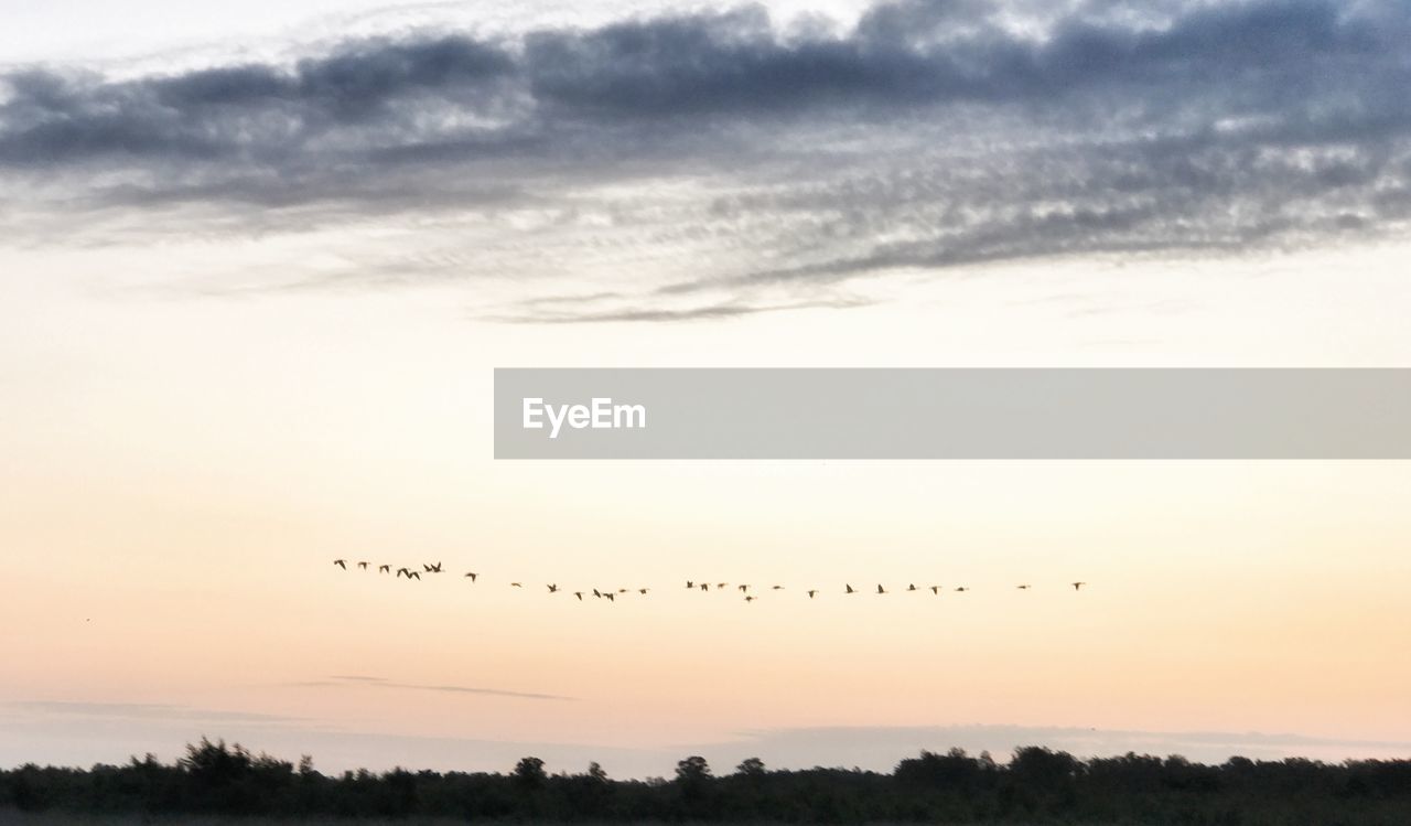 SILHOUETTE BIRDS FLYING IN SKY